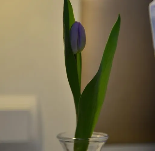 Hotel Business Wieland 4*